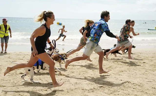Competitors run with their dogs towards their paddle boards as they take part in a heat during the Dog Masters 2022 UK Dog Surfing Championships at Branksome Dene Chine beach in Poole, Dorset on Saturday, July 23, 2022. (Photo by Andrew Matthews/PA Images via Getty Images)