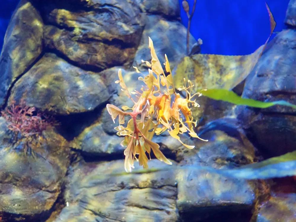 Okinawa Churaumi Aquarium