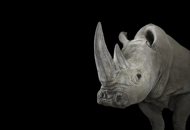 Rhino. (Photo by Brad Wilson)