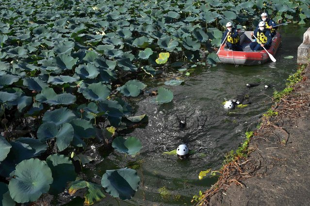 Members of the Tokyo Metropolitan Police Department rescue team search a moat in Kitanomaru Park for dangerous objects in Tokyo on September 26, 2022, ahead of the state funeral for the former Japanese prime minister Shinzo Abe. (Photo by Kazuhiro Nogi/AFP Photo)