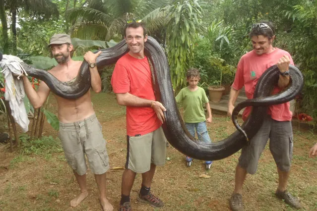 (L-R) Sebastien Bascoules, Joan, Solal Bascoules and Thierry pose with a 17ft anaconda which ate a pet dog is blindfolded with a t-shirt in Montsinery, French Guiana. (Photo by Sebastien Bascoules/Barcroft Media/ABACAPress)