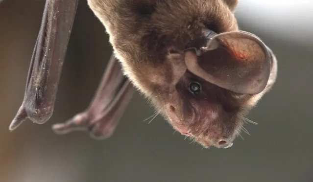 An injured Florida bonneted bat recuperates at Zoo Miami, in this handout picture taken in 2014 and provided by Zoo Miami. Scientists know little about the critically endangered brown, snout-nosed creature, which emits unusual audible noises as it flies and whose population is believed to number only a few hundred. (Photo by Dustin Smith/Reuters/Zoo Miami)