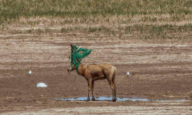 A David's Deer with bag attached to its horns stands on Tiaozini Wetland, near Yancheng, Jiangsu province, China, 21 September 2022. Tiaozini Wetland is located on the coast of Dongtai County, Yancheng. The unique geographical location of Tiaozini wetland makes it a central node and key area on the East Asia-Australasian migratory bird flight route. Covering an area of more than 3,000 acres, Hongaodi, the area of Artemisia Vulgaris is one of the three largest breeding grounds for black-billed gulls in the world. (Photo by Alex Plavevski/EPA/EFE)