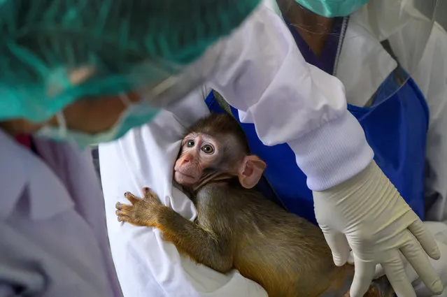 This picture taken on May 23, 2020 shows a laboratory baby monkey being examined by employees in the breeding centre for cynomolgus macaques (longtail macaques) at the National Primate Research Center of Thailand at Chulalongkorn University in Saraburi. After conclusive results on mice, Thai scientists from the centre have begun testing a COVID-19 novel coronavirus vaccine candidate on monkeys, the phase before human trials. (Photo by Mladen Antonov/AFP Photo)