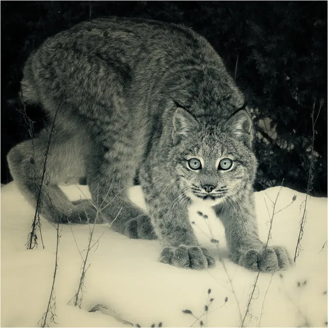 “I Want To Be Your Valentine”! Canadian Lynx Study #5.