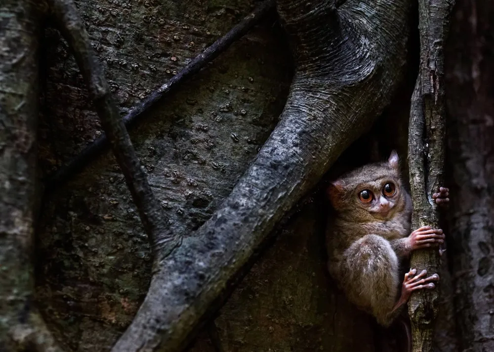 Society of Biology Photography Award 2014