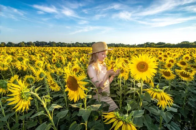 Georgia Baker, 12, enjoys the bright yellow Sunflower field on a farm near Christchurch in Dorset on August 7, 2022. (Photo by Rachel Baker/Bournemouth News)