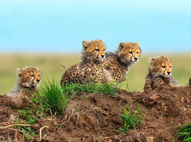 These cheetah cubs in the Masai Mara, Kenya, spend their days early April 2025 playing but, as adults, will be able to run at speeds of up to 70mph, accelerating from a standstill to 40mph in just three strides. (Photo by Olav Thokle/Solent News & Photo Agency)