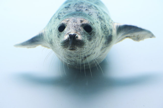 A seal swims in a tank at the new seal sanctuary in Lauwersoog, northern Netherlands, Thursday, April 24, 2025. (Photo by Peter Dejong/AP Photo)
