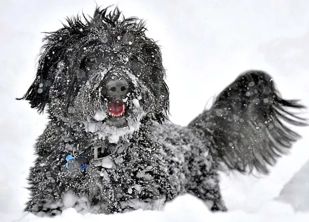 A Portuguese Water Dog named Zephyr tries to navigate the deep snow while playing with its owner, Joe Stamp, during a winter storm in Hartford, Connecticut. (Photo by Jessica Hill/Associated Press)