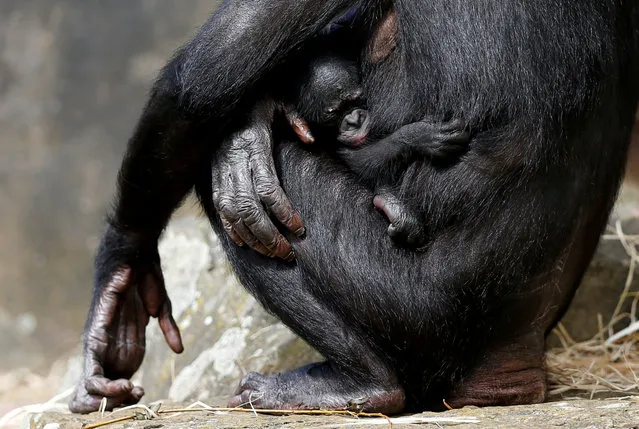 A one-week-old baby bonobo clings to its mother at Planckendael zoo in Mechelen, Belgium August 9, 2017. (Photo by Francois Lenoir/Reuters)