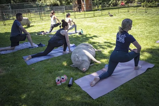 A pot-bellied pig rests on the grass as people participate in a yoga session with pigs during a charity fundraiser at The Happy Herd Farm Sanctuary, in Aldergrove, B.C., on Sunday, July 26, 2020. The not for profit farm, which relies on donations and provides a home for abused and at risk animals, hosted two yoga sessions to help raise funds to operate after being unable to host tours and events due to COVID-19. (Photo by Darryl Dyck/The Canadian Press via AP Photo)