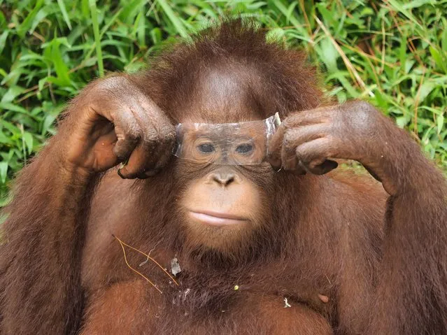 This sumatran orangutan named Kulsum was captured playing with a piece of broken bottle making a pair of makeshift sunglasses to ward off the sun in Jakarta, Indonesia in November 2022. Sumatran orangutans are critically endangered of the three orangutan species and are only found in the north of the Indonesian Island of Sumatra. An orangutan has a long lifespan and can live up to 30 years in the wild with many living up to 50. (Photo by Syahrul Ramadan/Media Drum Images)