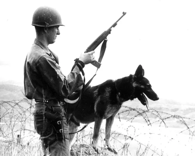 PFC. Herman D. Kottwitz, Belfast NY, and his sentry dog “Match” maintain a vigilant watch overlooking the Dalat Valley,  Vietnam during the Vietnam War on December 7, 1965. The dog and handler had previously served together at an Army Air Defense missile site in Minnesota. (Photo by AP Photo)