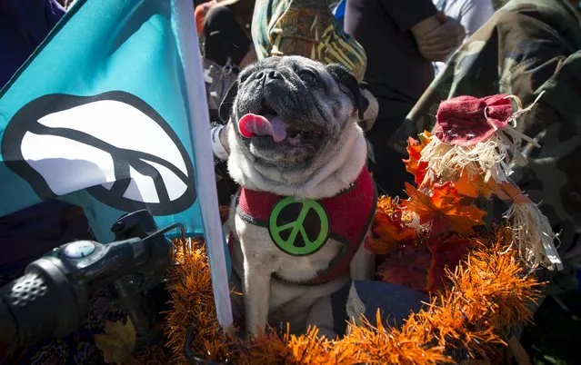 Olive the "Peace Dog" sits in a bicycle basket as people gather to form a giant peace symbol on the East Meadow of New York's Central Park, October 6, 2015. Organized by Yoko Ono to celebrate the 75th anniversary of John Lennon's birth, thousands took part in the event in an attempt to break the Guinness World Record for the largest human peace sign. (Photo by Mike Segar/Reuters)