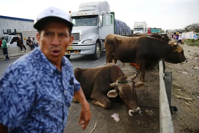 Cows, let out of a trailer after three days inside it, graze on the shoulder of the Pan-American North Highway blocked by supporters of ex-President Pedro Castillo protesting his detention, in Chao, Peru, Wednesday, December 14, 2022. Protests disrupting tourism and trade persisted across Peru Thursday as a judge considered whether to keep Castillo in custody while authorities build their case against him for inciting a rebellion. (Photo by Hugo Curotto/AP Photo)