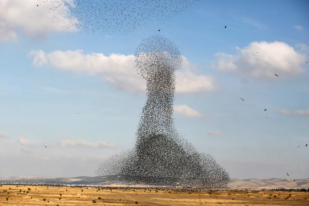 Starlings in the Sky