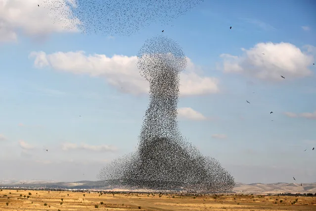A murmuration of migrating starlings is seen across the sky near the village of Beit Kama in southern Israel on January 16, 2018. (Photo by Amir Cohen/Reuters)