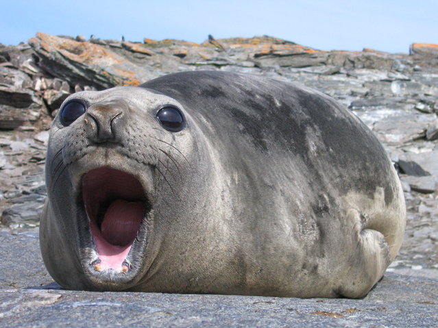 Weddell seal numbers in 2025 have declined sharply on Signy Island, part of the South Orkney Islands in the Southern Ocean, where British Antarctic Survey researchers have tracked seal populations for nearly 50 years to understand the impact of melting sea ice. (Photo by Michael Dunn/The Times)