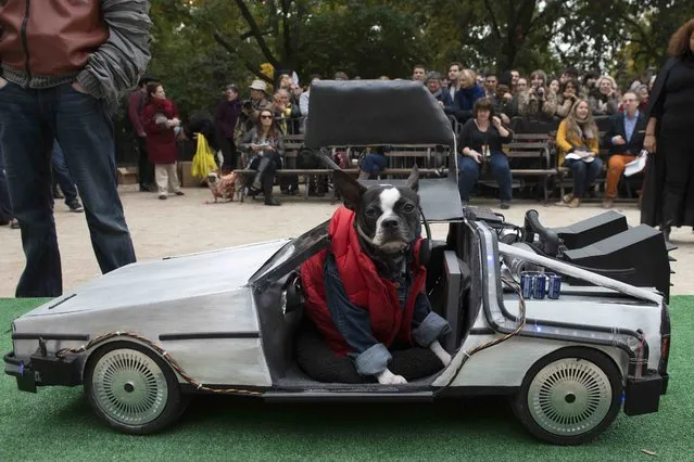 A dog sits in a homemade toy DeLorean car during the annual Tompkins Square Halloween Dog Parade in the Manhattan borough of New York City, October 24, 2015. (Photo by Stephanie Keith/Reuters)