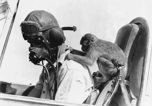 “Buss” Mascot with an R.A.F. Squadron stationed in Libya, February 15, 1942, takes a few personal liberties with the pilot of an American-Built Tomahawk plane somewhere in the Western Desert. (Photo by AP Photo)