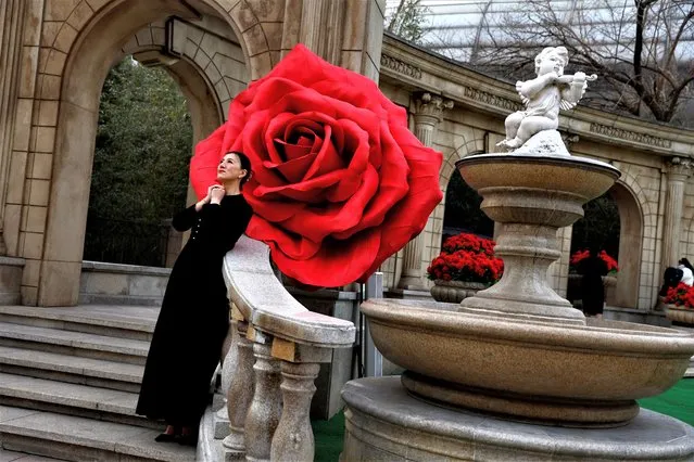 A woman poses for pictures in front of giant rose installations on Valentine's Day in Beijing, China on February 14, 2023. (Photo by Tingshu Wang/Reuters)