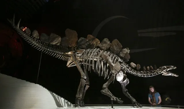 A member of staff from the Natural History Museum poses for a photograph next to the world's most complete Stegosaurus skeleton, in London December 3, 2014. The 150 million year old Stegosaurus stenops is the first complete dinosaur skeleton to go on display at the Natural History Museum in nearly 100 years. (Photo by Paul Hackett/Reuters)