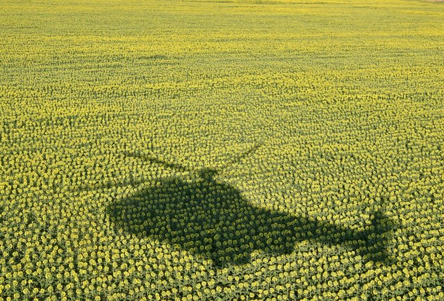 The shadow of a helicopter is seen on the field of sunflowers in Kyiv region on July 14, 2022 amid Russian invasion of Ukraine. (Photo by Sergei Supinsky/AFP Photo)