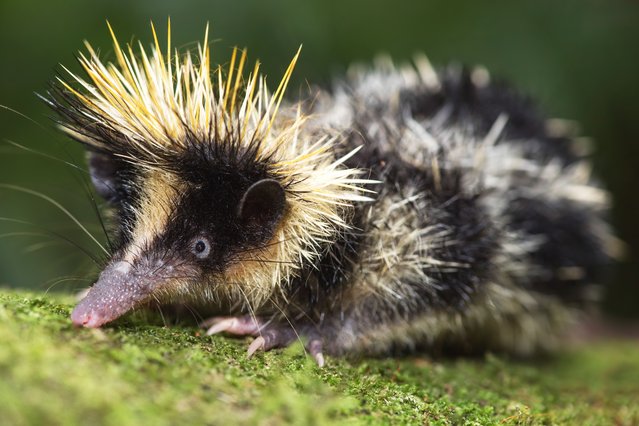 This spiky tenrec was spotted in Madagascar’s Mantadia National Park in the last decade of September 2025. Mostly nocturnal and rarely seen, it puffs out its spines when threatened. Spiky tenrecs are excellent swimmers — unlike most spiny mammals, some species of tenrec can forage in streams and rivers, using their spines for protection while hunting aquatic insects and small prey. (Photo by Dale Morris/Solent News & Photo Agency)