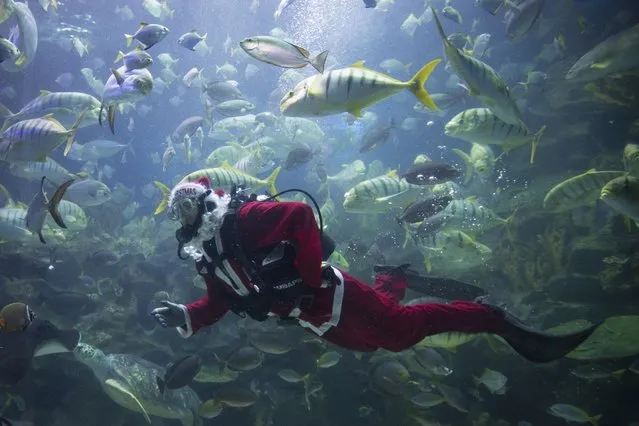 A diver in Santa costume feeds fish as part of upcoming Christmas celebrations at Aquaria KLCC underwater park in Kuala Lumpur, Malaysia on Tuesday, December 16, 2014. (Photo by Vincent Thian/AP Photo)