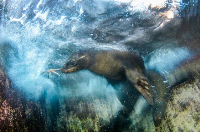 “Star player”. Luis Javier Sandoval, Mexico Winner, Impressions category. Curious young sea lions in the Gulf of California. One of the pups dived down, swimming gracefully with its strong fore-flippers, grabbed a starfish and started throwing it to Sandoval. As the pup was playing very close to the breaking point of the waves, Sandoval’s timing had to be spot-on. Angling his camera up towards the dawn light – just as the pup offered him the starfish and another youngster slipped by close to the rocks – he created his artistic impression of the sea lion’s playful nature. (Photo by Luis Javier Sandoval/2016 Wildlife Photographer of the Year)