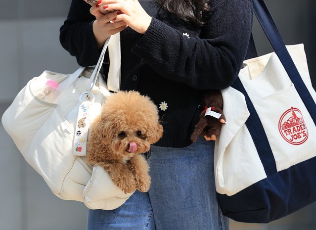 A dog is seen with its owner heading home at Seoul Station on October 2, 2025. (Photo by Jang Gyeong-sik)