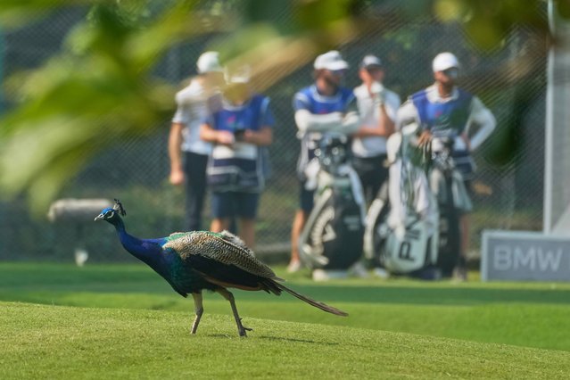 A peacock walks across the green during the DP World Tour Championship golf tournament in New Delhi, India, Thursday, October 16, 2025. (Photo by Manish Swarup/AP Photo)