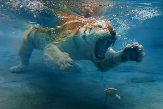 “Sita” the tiger dives for food in the new Tiger Island Pool at Dreamworld New “Tiger Island Pool” opens at Dreamworld, Gold Coast, Queensland, Australia on October 11, 2016. Forget singing for your supper, Sita swims for it instead. Gold Coast's Dreamworld has just opened a $7 million revamp of Tiger Island and 17-year-old Sita has taken to her new pool like a duck, er, tiger, to water. While many big cats enjoy a splash on a hot day, Sita is a virtual water baby, diving to the bottom of the pool to retrieve snacks of chicken meat. (Photo by Adam Head/Newspix/Rex Features/Shutterstock)