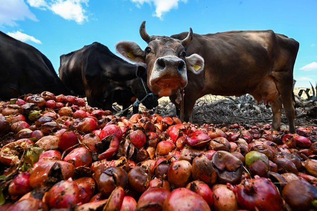 Cows eat pomegranates at a farm in the town of Tebourba, about 30 kilometers west of Tunis, on October 23, 2025. (Photo by Fethi Belaid/AFP Photo)