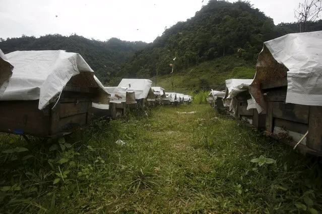 Honey bee hives are seen at a farm in Moc Chau district, northwest of Hanoi, Vietnam October 13, 2015. (Photo by Reuters/Kham)