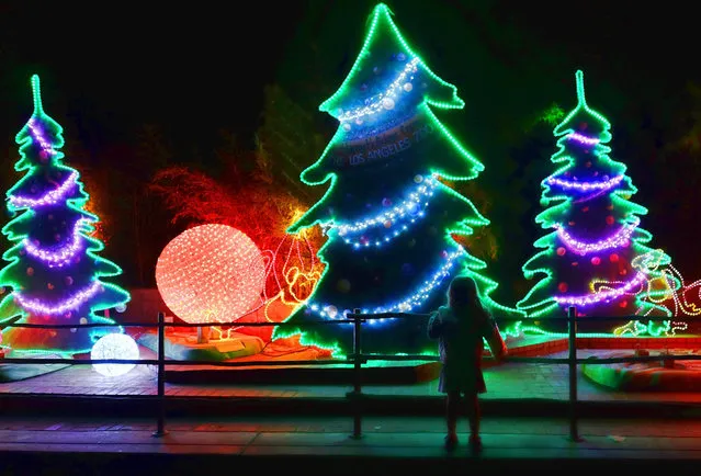 A visitor to the L.A. Zoo looks at a light display for the L.A. Zoo Lights event in Los Angeles, Friday, November 27, 2015. The second annual light show at the zoo opened Friday and continues through Jan. 3, 2016. (Photo by Richard Vogel/AP Photo)