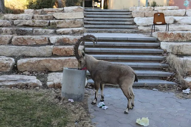 A Nubian ibex roams a street during a national lockdown in Mitzpe Ramon, southern Israel, 22 January 2021. (Photo by Abir Sultan/EPA/EFE)