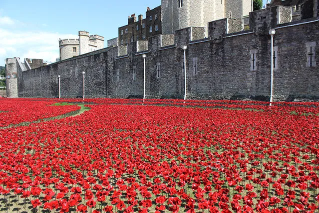Ceramic Poppies Surround the Tower of London