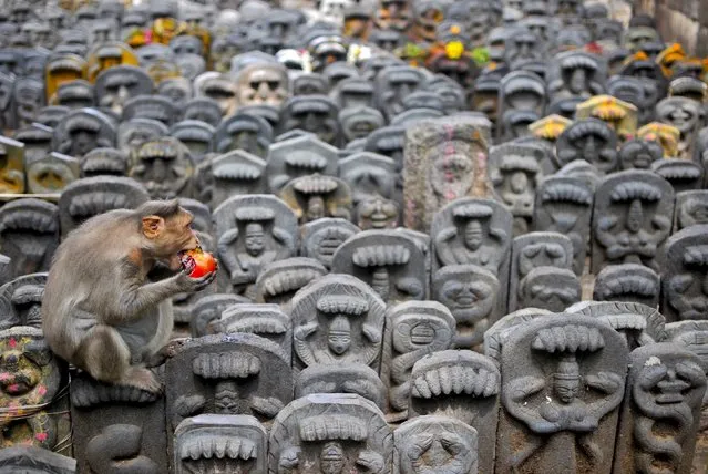 A bonnet macaque sits on consecrated idols of snakes during the Nag Panchami festival inside a temple on the outskirts of Bengaluru, India, August 19, 2015. (Photo by Abhishek N. Chinnappa/Reuters)