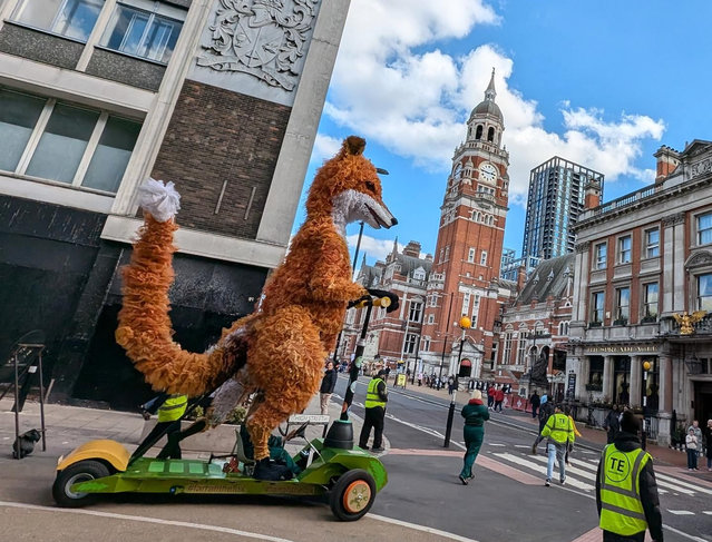 A giant fox rides a scooter rides through the town centre, which was closed off for pedestrians to enjoy the Harvest Walnut fair in Croydon, UK on October 5, 2024. (Photo by @croydonopolis/The Guardian)