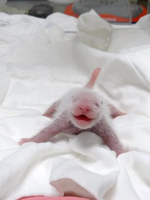 This handout photograph released by Taipei City Zoo on July  11, 2013 shows a newly-born panda cub of giant panda Yuan Yuan in an incubator at Taipei Zoo in Taipei. The public will  have to wait three months to catch a glimpse of the first panda  born in Taiwan, officials said after she was  successfully delivered by parents who were gifted from China. (Photo by AFP Photo/Taipei City Zoo)