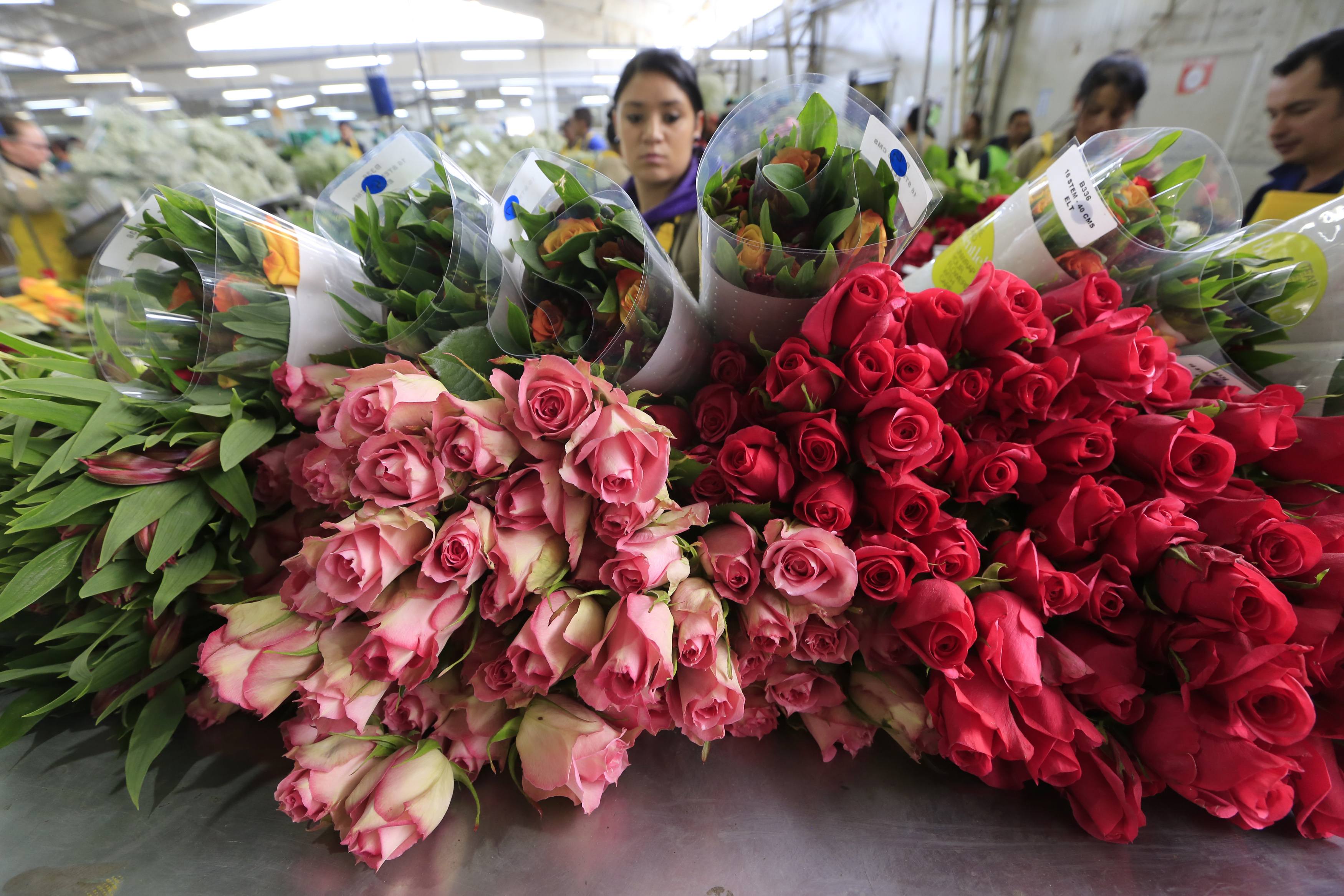 A Colombian flower grower selects roses ahead of Valentine's Day in Fa...