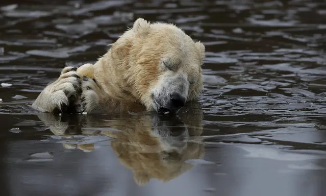 Walker a seven year old polar bear plays in an icy pond at the RZSS Highland Wildlife Park in Kincraig, Kingussie, Scotland, Britain November 30 2016. (Photo by Russell Cheyne/Reuters)