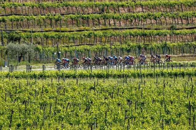 Riders of a breakaway group cycle through vineyards near Peschiera del Garda during the 18th stage of the Giro d'Italia 2021 cycling race, 231km between Rovereto and Stradella on May 27, 2021. (Photo by Luca Bettini/AFP Photo)