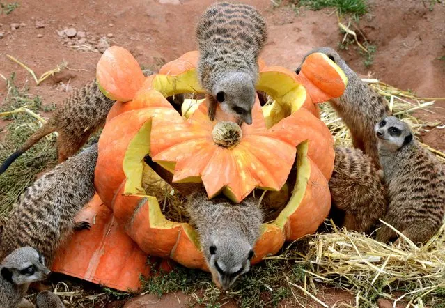 Meerkats inspect a pumpkin carved in Halloween design and filled with flour worms and straw at the zoo in Leipzig, eastern Germany. (Photo by Waltraud Grubitzsch/AFP Photo/DPA)