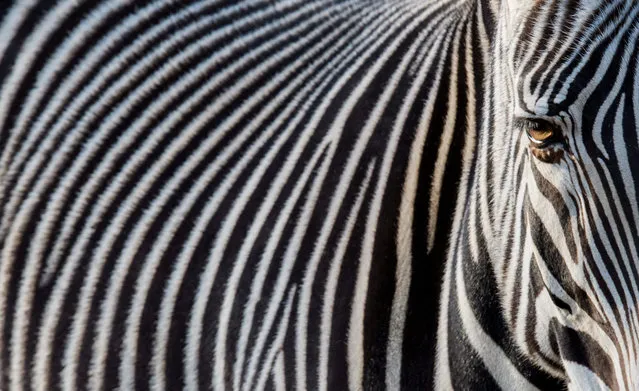A sunbeam illuminates the eye of a zebra in the zoo of  Frankfurt, central  Germany, Tuesday January 26, 2016. Weather forecasts predict rising temperatures for Germany. (Photo by Boris Roessler/DPA via AP Photo)