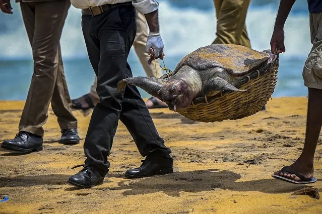 Wildlife officials carry away the carcass of a turtle that was washed ashore at the beach of Angulana, south of Sri Lanka's capital Colombo on June 24, 2021. (Photo by Ishara S. Kodikara/AFP Photo)