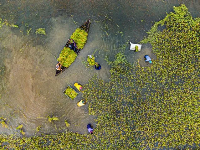 The farmers are seen using boats to transport the prematurely harvested paddy after the Teesta River burst its banks, Naogaon, Bangladesh in the first decade of October 2023. Bipul Ahmed, 23, said, “Although the lifespan of Aman paddy is 130 days, here they are cutting it 30-40 days early due to waterlogging of the land. Farmers will get about 50% less yield due to premature harvesting. Paddy land is usually dry. Instead, the farmers are using boats to collect the paddy field as it is submerged in water. The area of ​​this particular field is about 20,000 square meters. The farmers along the river banks saw their pastures greatly affected by the sudden few days of heavy rain. Hundreds of acres of paddy land in many districts of northern Bangladesh have been submerged in water”. (Photo by Bipul Ahmed/Solent News)