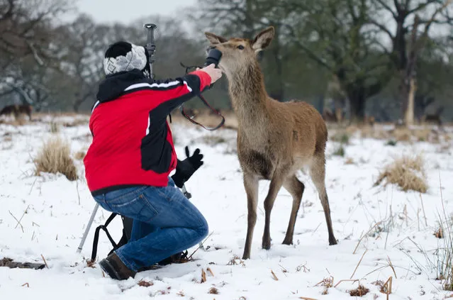 Photographer Roman Rusin tussling with the deer. (Photo by Kris Woods/Caters News Agency)